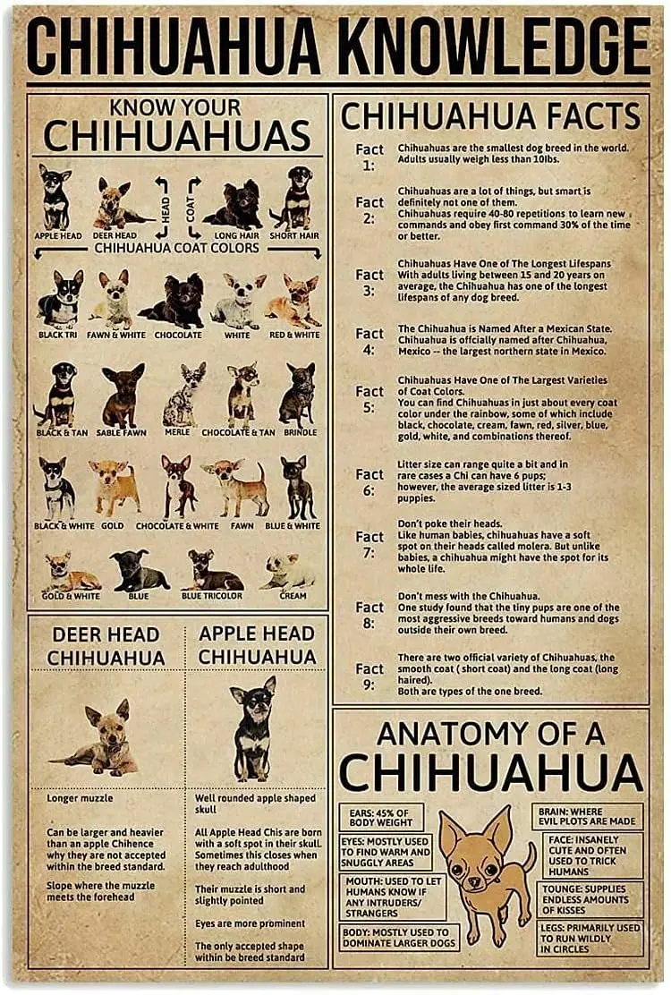 Plaque Métallique Amusante Krouterebs, Affiche de Connaissance sur les Chihuahuas pour Nouveaux Propriétaires, Plaque Métallique Vintage Mignonne, Cadeau Original pour Chambre à Coucher, Plaque Rétro pour Café