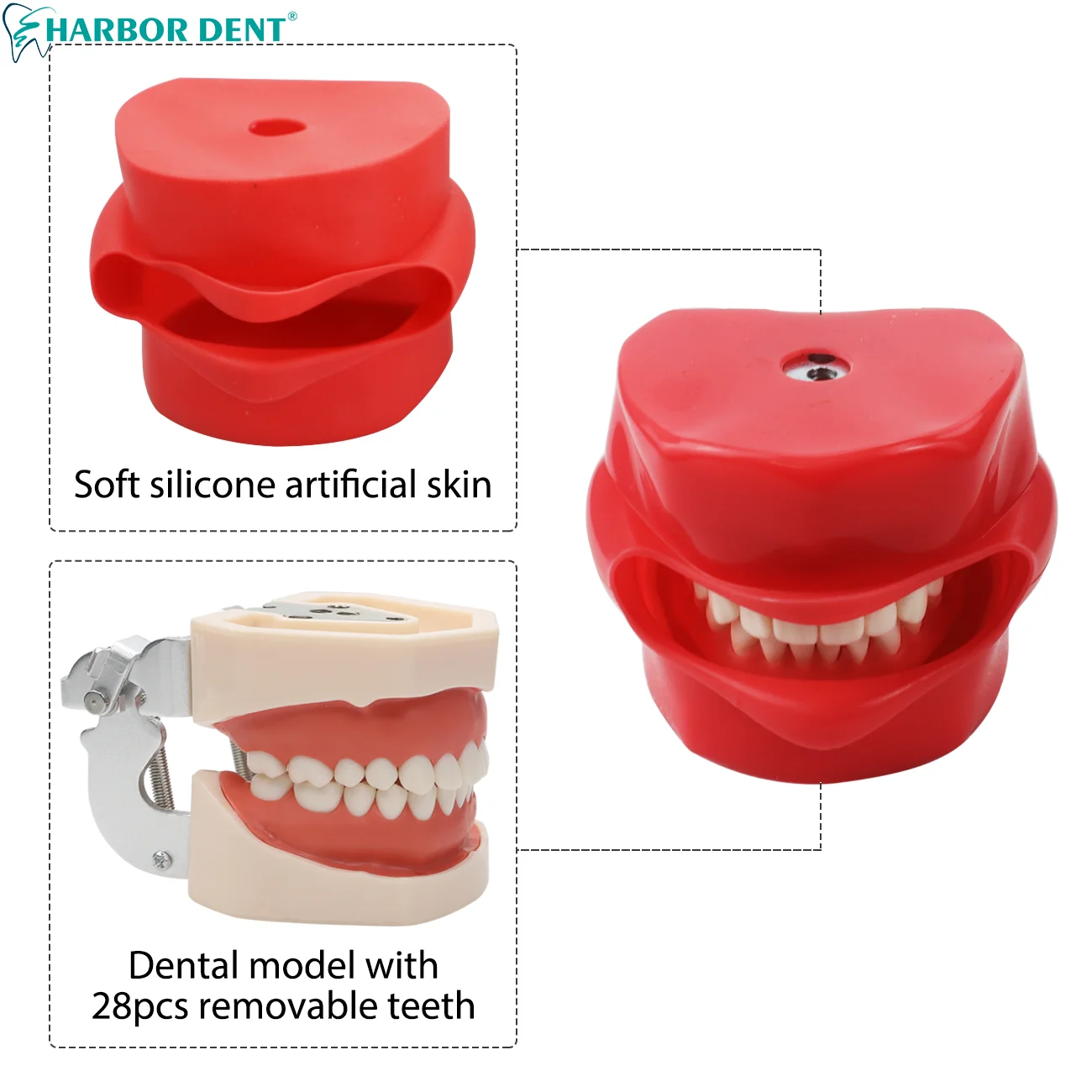 Simple Dental Simulator Phantom Head with Extra Tooth Model for Dentist Teaching Practice Training chair strap type Model