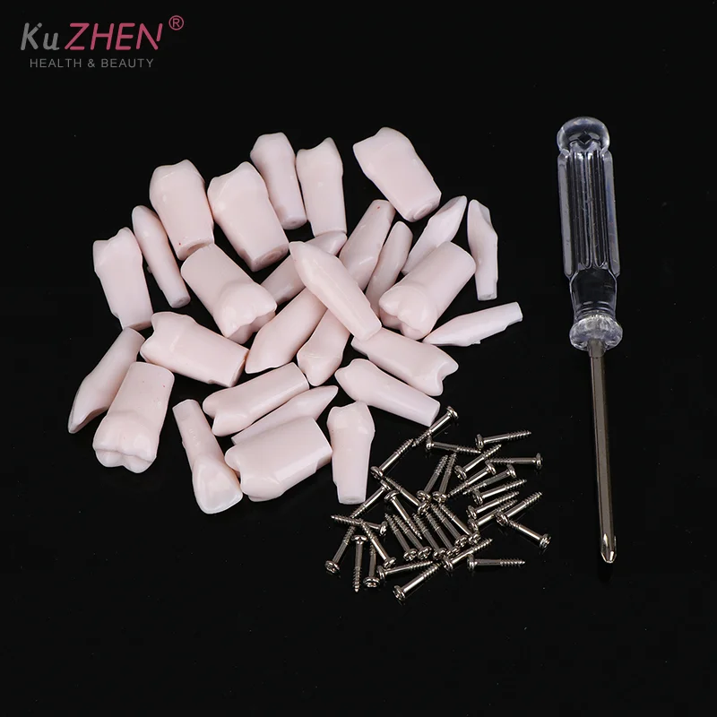 28 قطعة كامل الفم الأسنان Typodont الأسنان استبدال انفصال المسمار في الأسنان القياسية لتدريس إعداد طب الأسنان