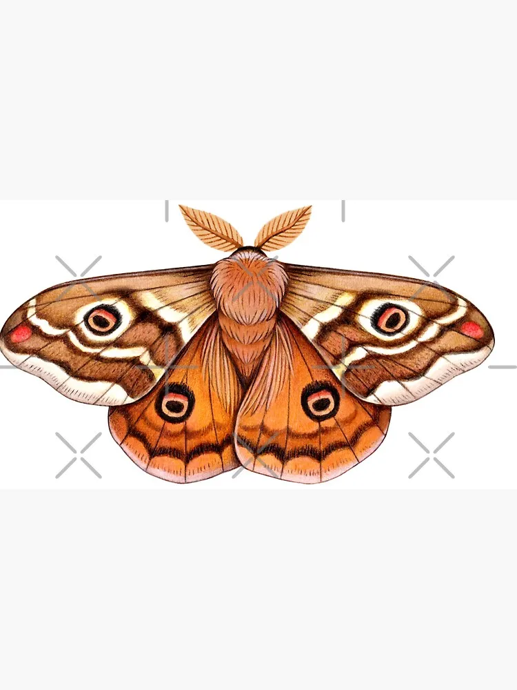 Emperor Moth Entomology Cottagecore Fairy Grunge Grimoire Witchcraft Green Witch Forestcore Dark Academia Wicca Therian Cap image 6