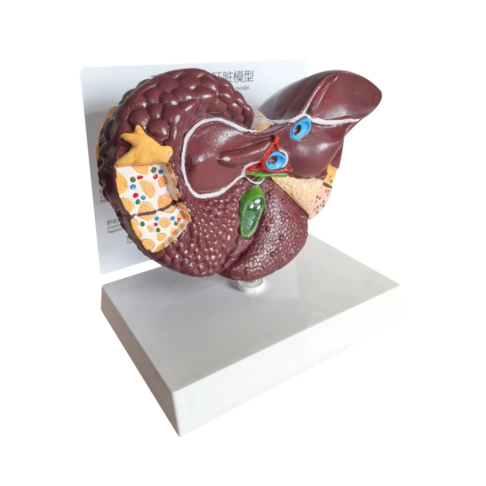 Canine liver model  Canine liver lesion  Canine liver tissue lesion animal pathological model
