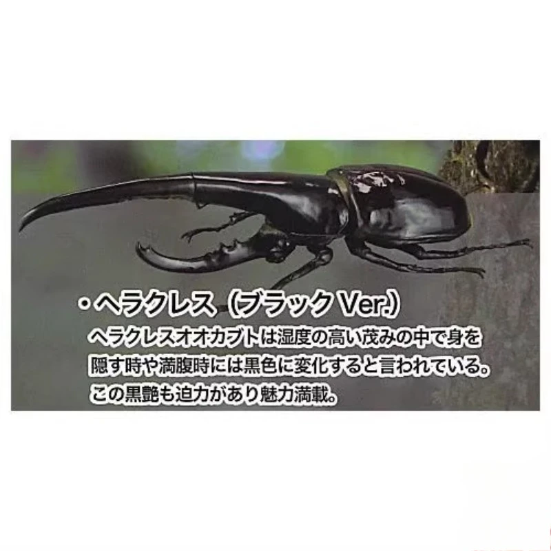 ญี่ปุ่นแท้ SOTA Gashapon แคปซูลของเล่น Hercules ด้วงแรดด้วงแมลงตัวเลขของเล่นเครื่องประดับเด็กของขวัญ