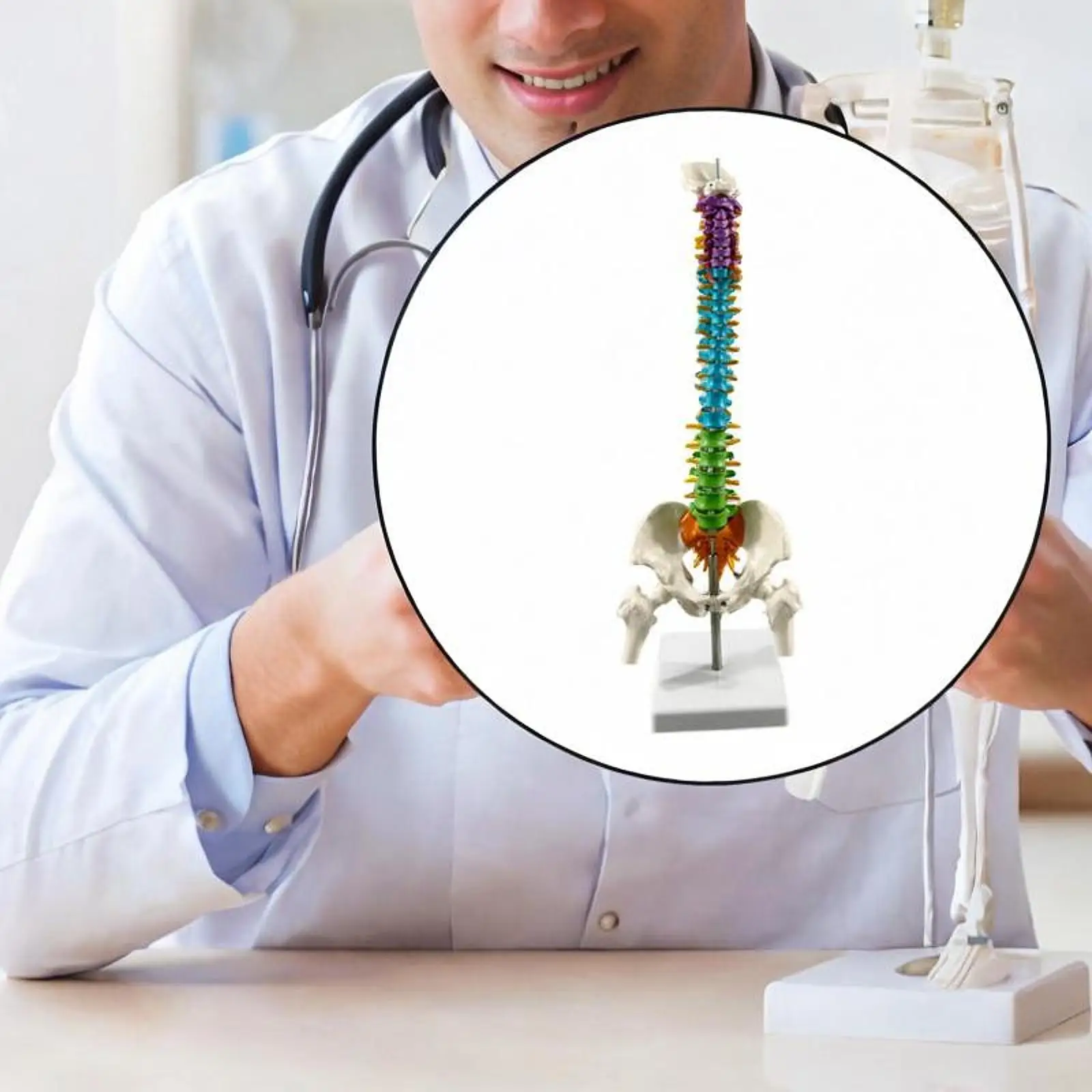 

Human Spine Model Statue Colored with Stand Flexible for School Study Classroom Educational Tool Demonstration Teaching Supplies