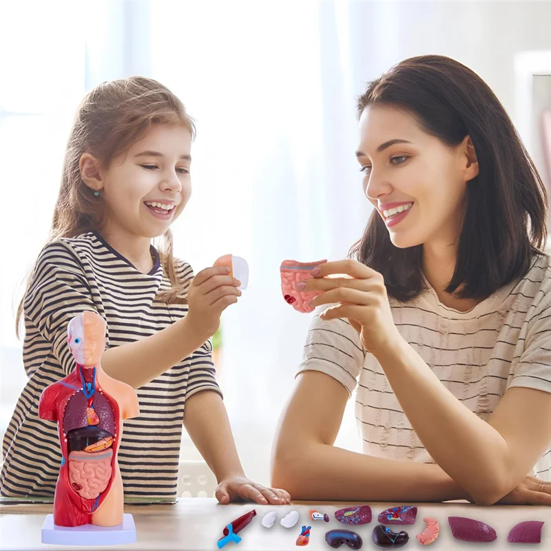 Lernmodelle für die menschliche Anatomie – 15-teiliges abnehmbares 11-Zoll-Anatomiemodell menschlicher Torso mit internen Organen für Studenten