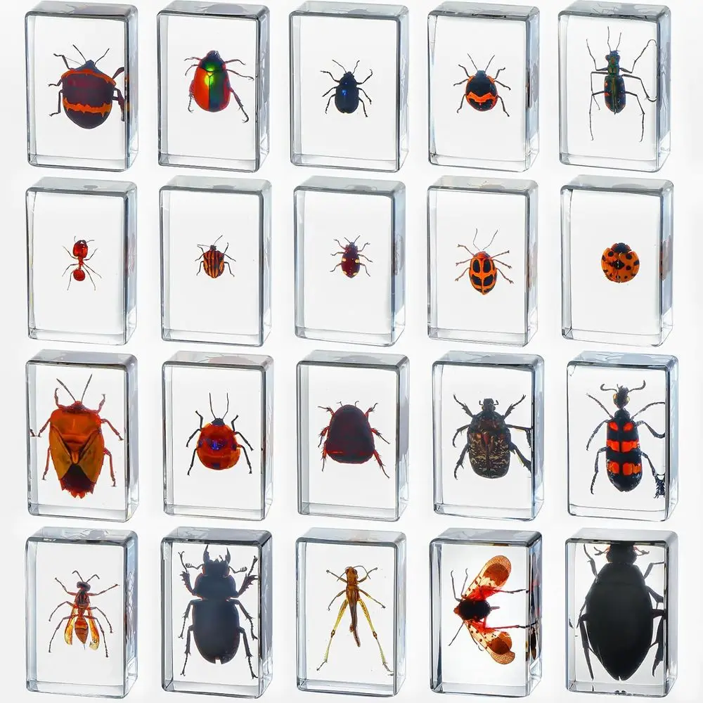 

20pcs Preserved Insect Specimens in Resin for Educational and Scientific Collections