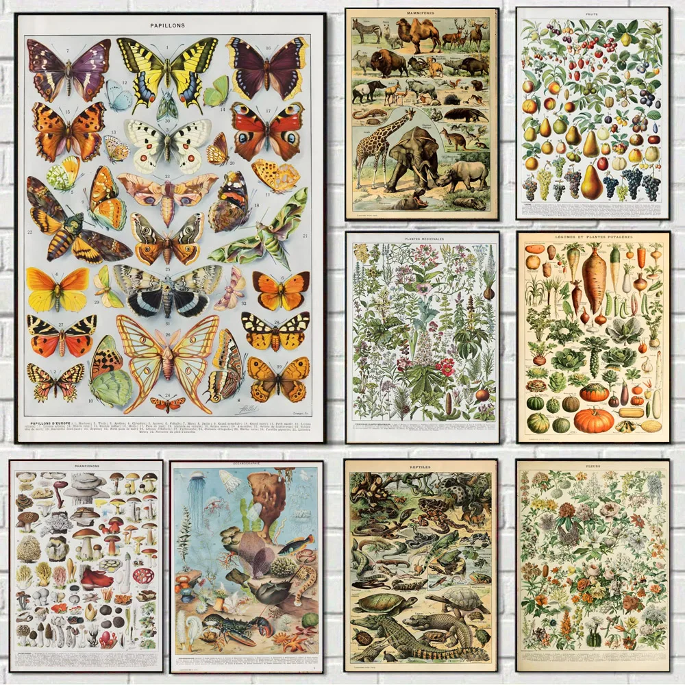 1pc Vintage Aesthetic Poster Plants Insects Vegetables Fish Butterflies Radishes Mushrooms Herbs Birds Illustrations Home Decor