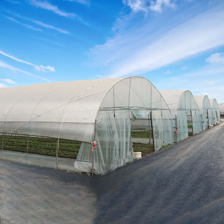 Hot Sale Single Span Greenhouse Kit with Galvanized Steel Frame for Backyard Farming
