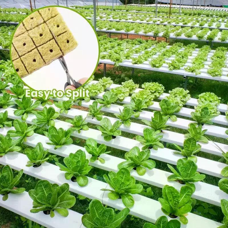 Cubetti di Lana di Roccia per - Plant Growth Regulator recensione e prezzo