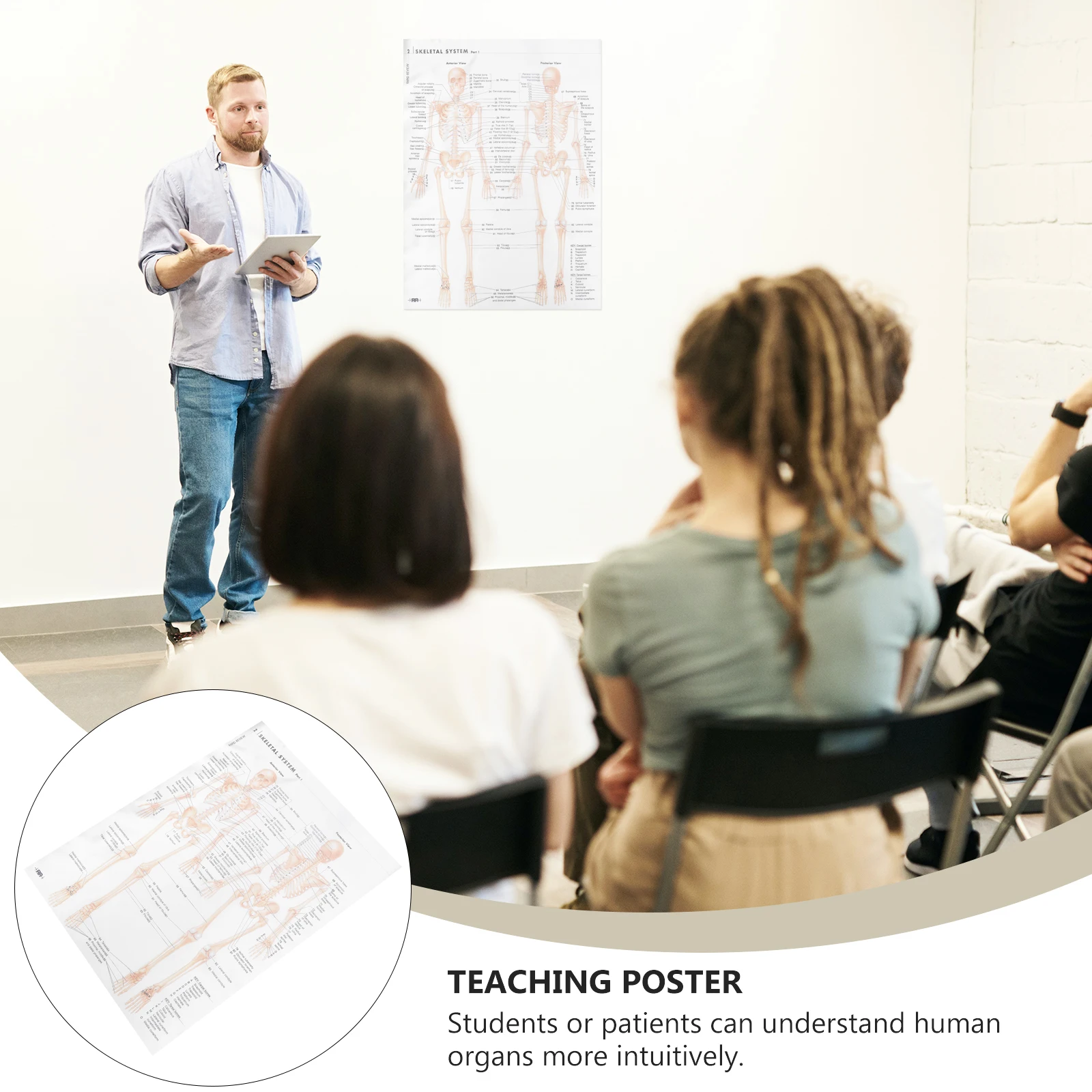

Skeletal Muscle Poster Anatomy and Physiology Posters Study Tools Muscular System Office Decor for Walls Human