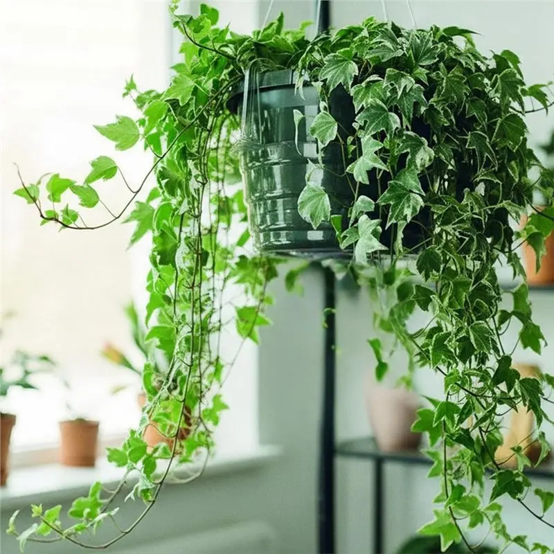 Water Catcher Round Clear Hanging Basket Drip Pan With Built-In Hooks& Plant Saucer For Indoor& Outdoor Tray-[LIFEAA98]