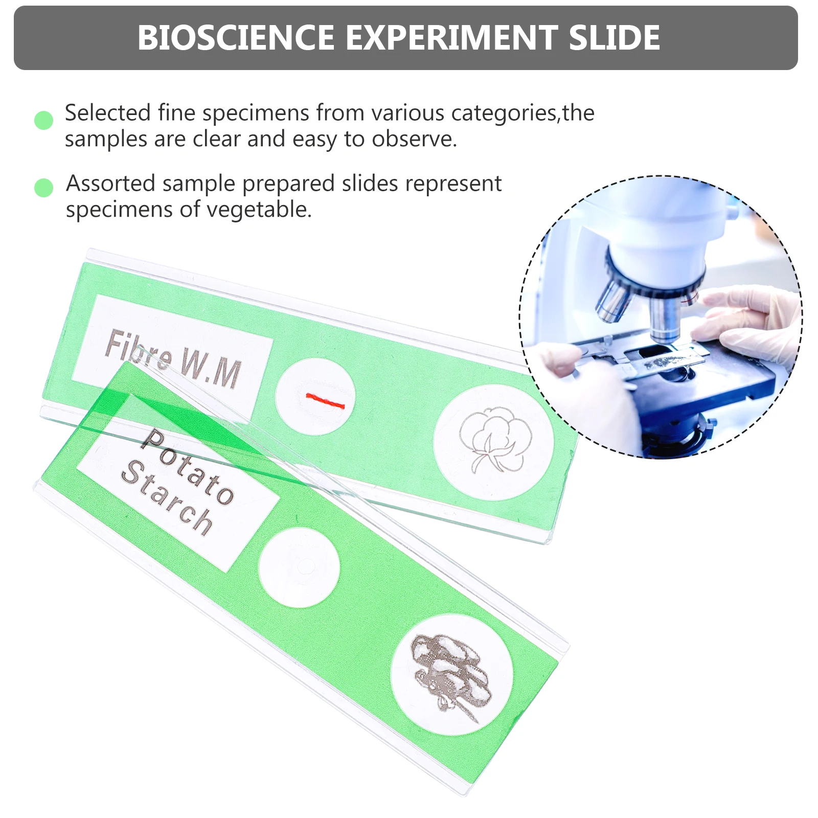 

Prepared Microscope Accessories Vegetables Sample Specimens Glass Slide Green Abs