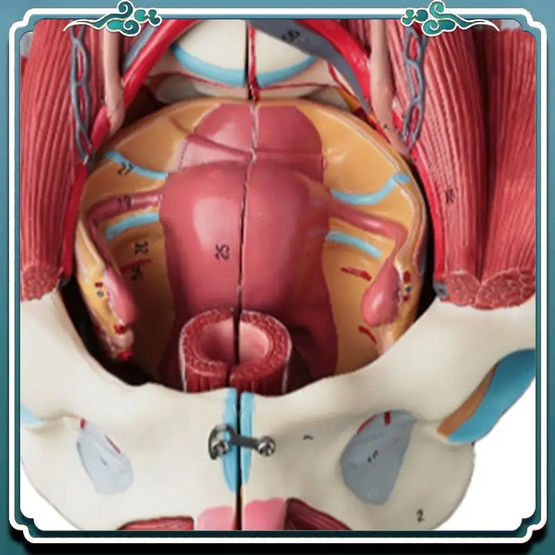 ABSK-Disassembled Female Pelvis Anatomy Model PVC Female Pelvis With Floor Muscle,Nerves Model Lab Supplies,Uterine Pelvic