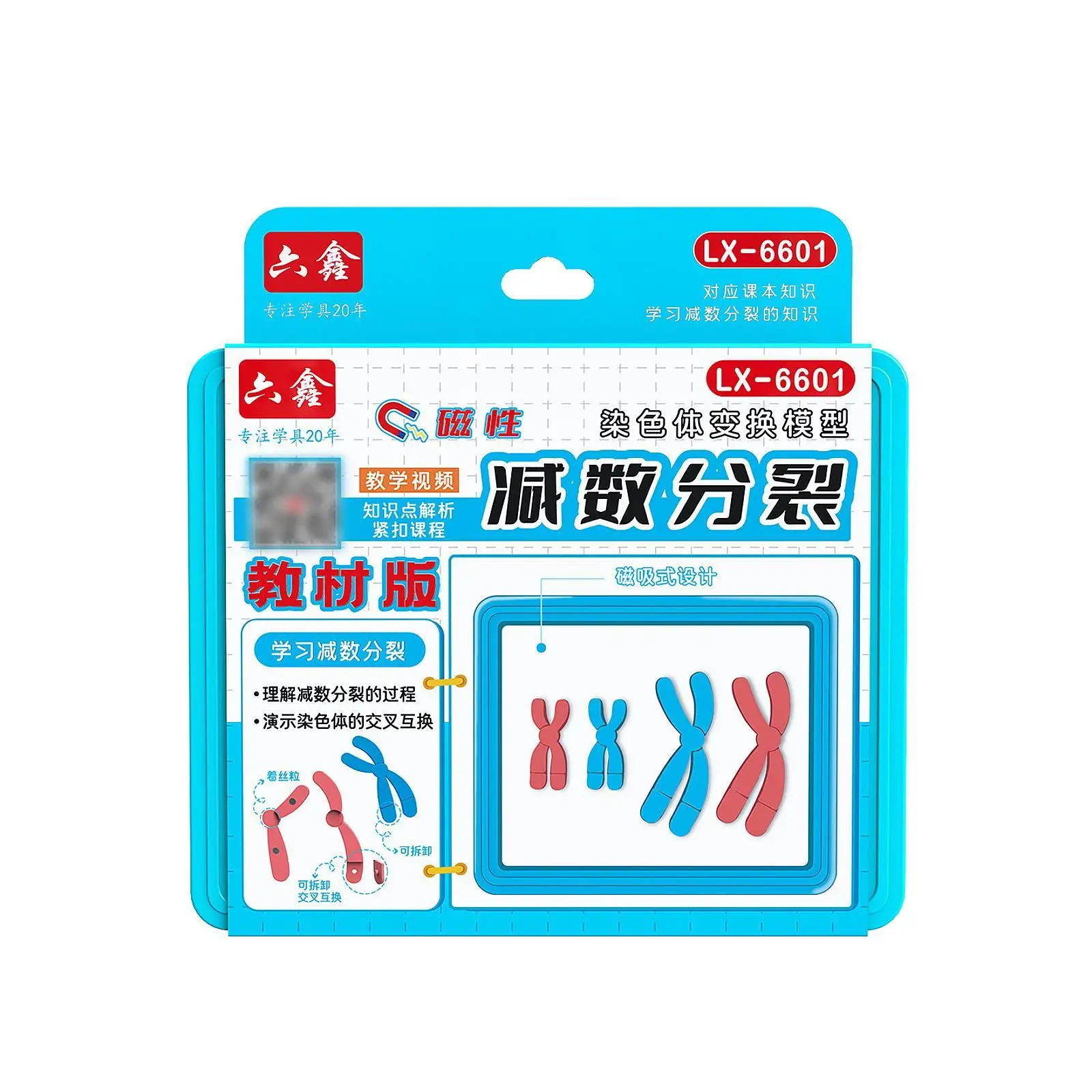 Kit de modelo de cambio de cromosoma Meiosis, ayuda para enseñanza de biología reutilizable desmontable