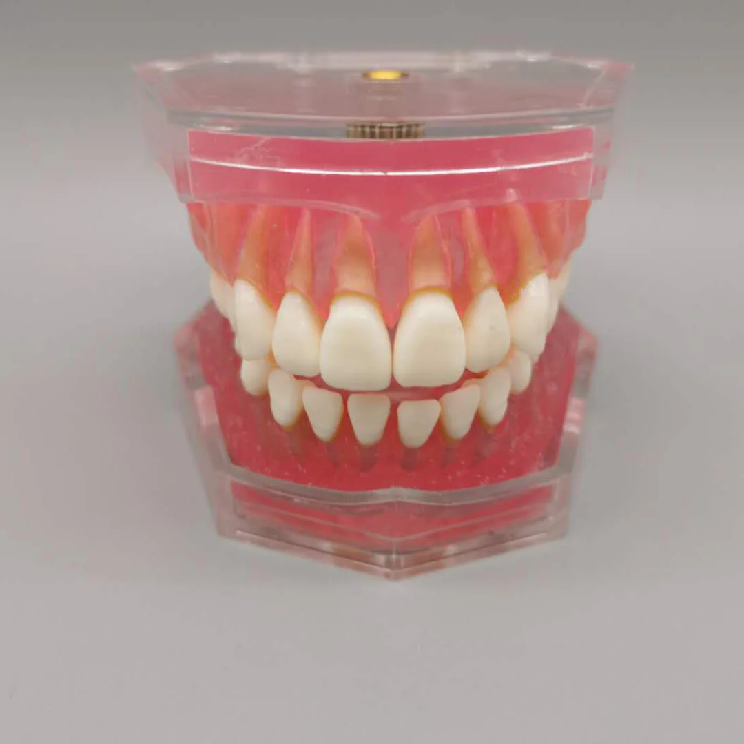Tandheelkundige volwassen uittrekbare tanden Standaardmodel M7008 Oraal onderwijsmodel Tanden met volledige mond Verwijderbare tandheelkundige materialen