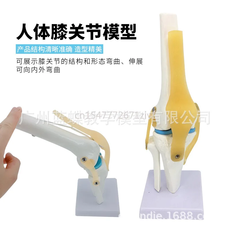 Human Knee Joint Model Knee Joint Ligament Model Functional Knee Joint Model