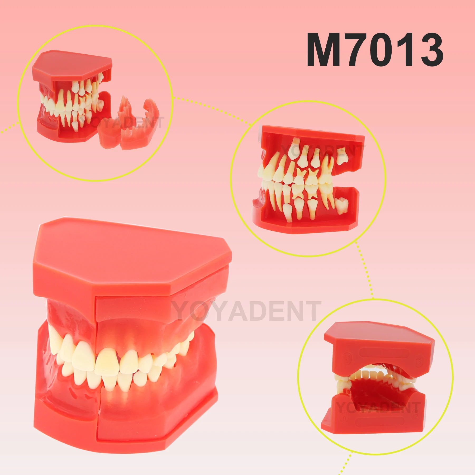 

Dental Teach Model Children's Permanent Tooth Alternate Demonstration Study Teach Detached Upper and Lower Jaw M7013