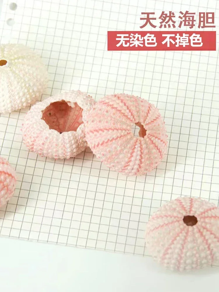 Natural Sea Urchin Shell White Pink Sea Urchin Green Green Gossip Sea Urchin Shell DIY Home Decoration