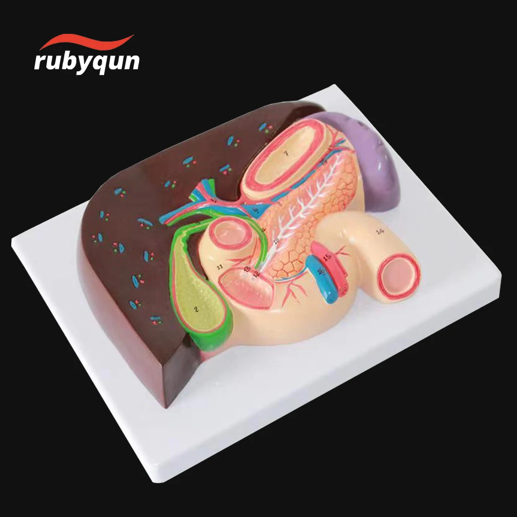 

Teaching Human Pancreas Liver Duodenum Liver And Gallbladder Anatomical Model For Educational Study Training Internal ﻿Tool