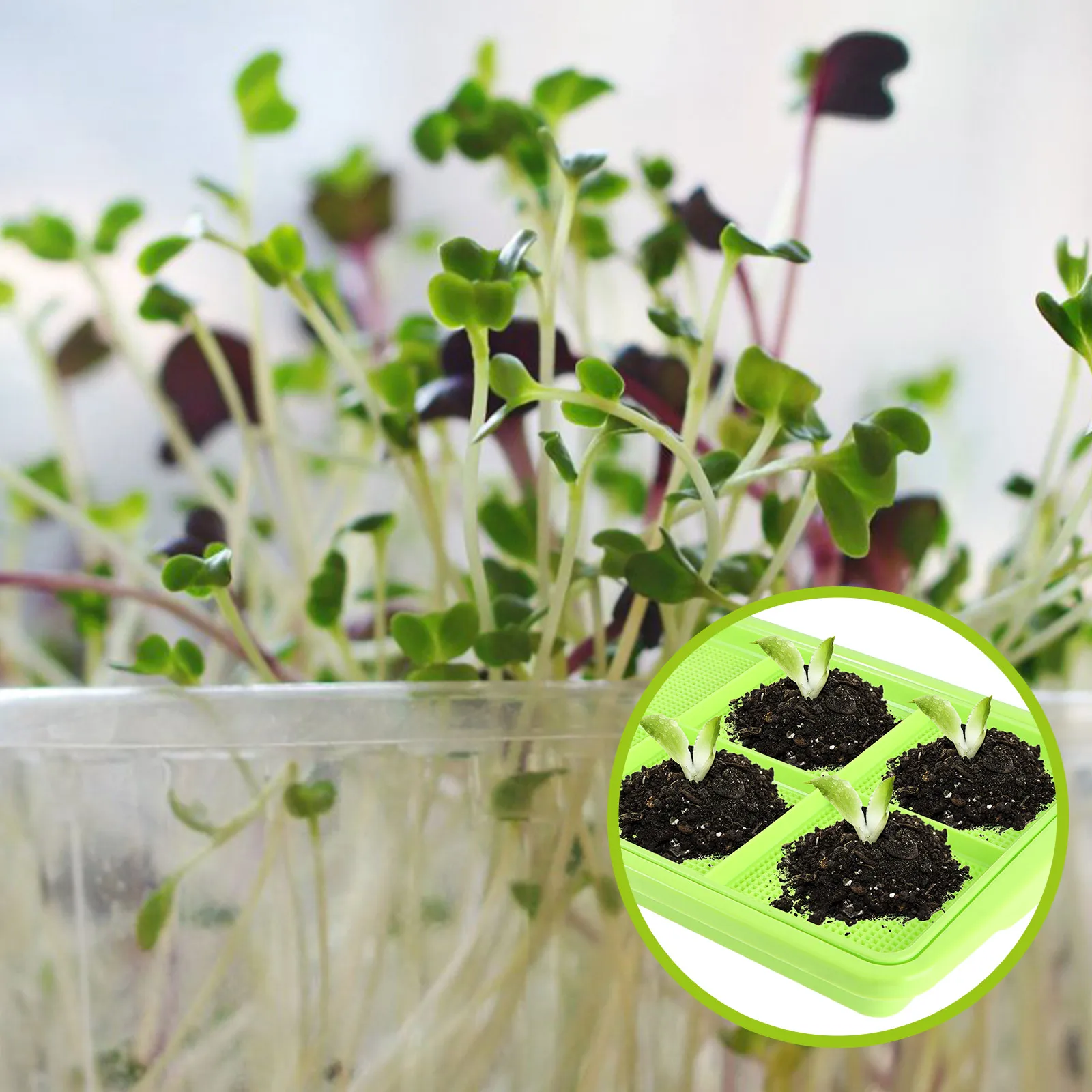 

Seedling Trays Sprouter Multiple Seeds Soil Free High Budding Rate BPA Free PP Ventilated Grid Anti Rot Storage Fruit