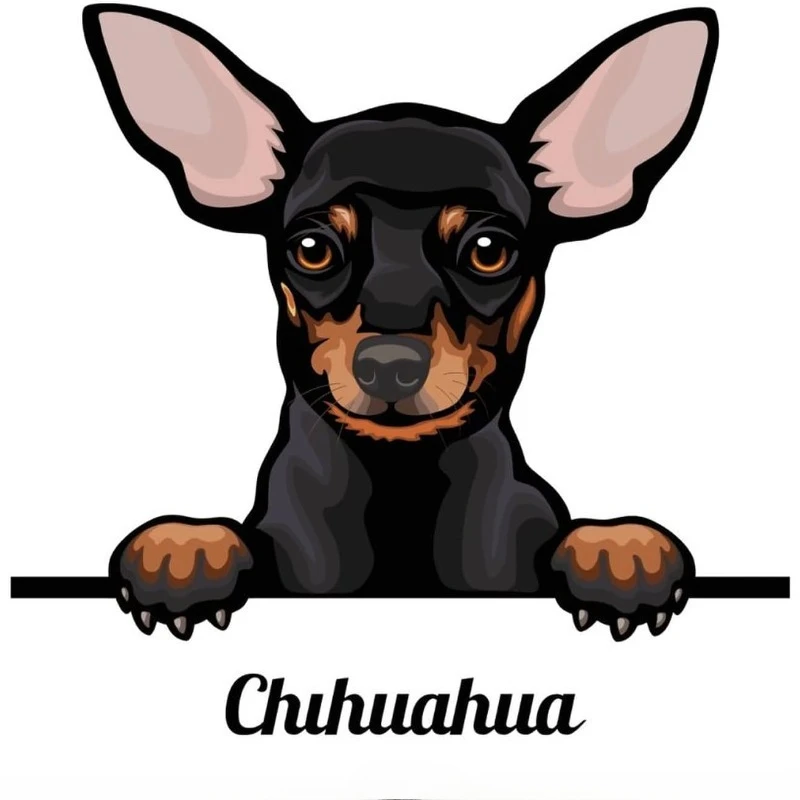 

Автомобильные наклейки Черные наклейки Chuhuahua для автомобиля Красочные выглядывающие собаку l Pet Lover Dog Mom Gift Наклейка на оконный бампер Dog13cm ПВХ KK
