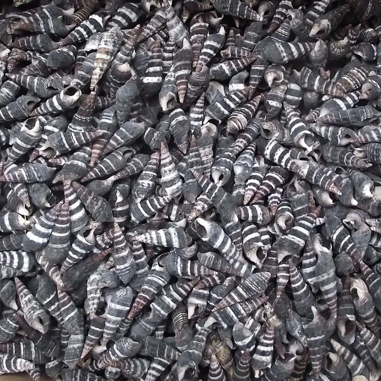 Natural Conus marmoreus Shell - Black Striped Cone Snail, Home Decor, Seashell Material Wholesale for Shell Art Crafting