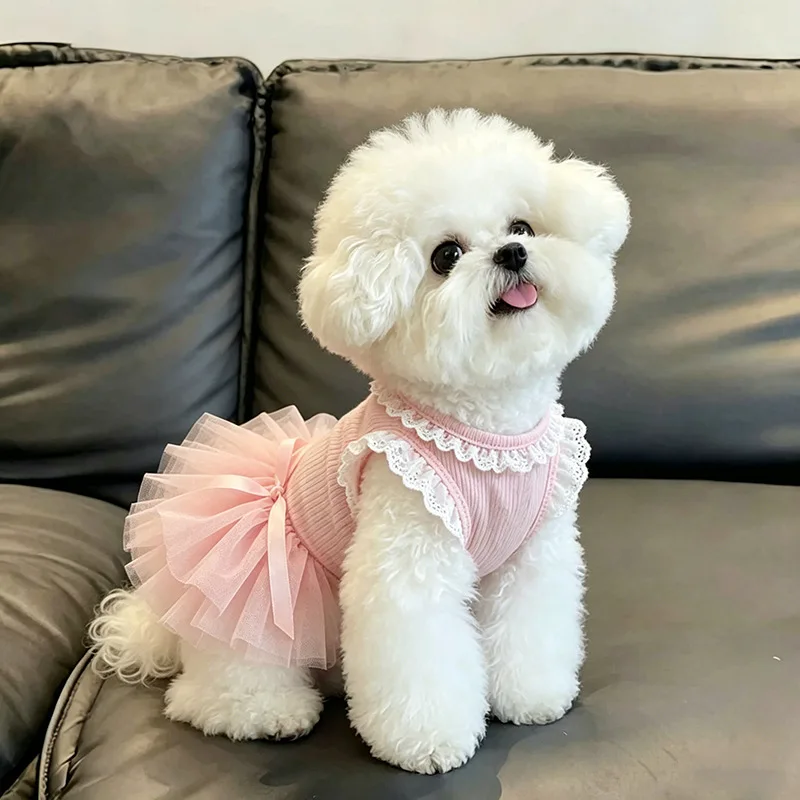 Sommerliches, dünnes Kleid im Prinzessinnenstil mit Spitze, Puffrock und Schleife für Ragdoll-Hunde mit goldenem Farbverlauf und Leine – Detail 5