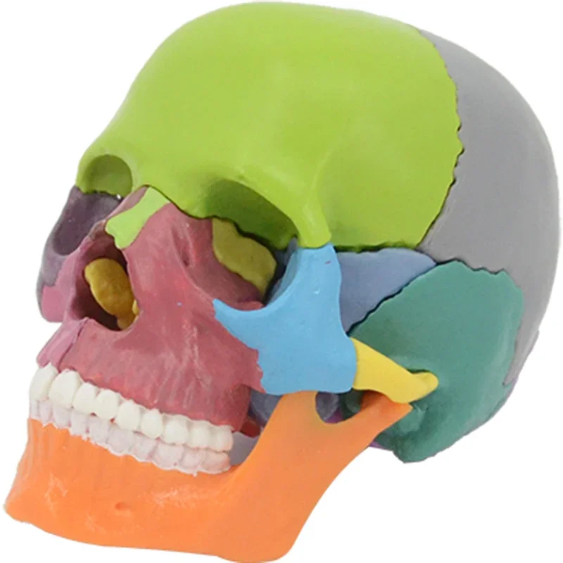 1 to 1 life-size color skull model skull plastic toy