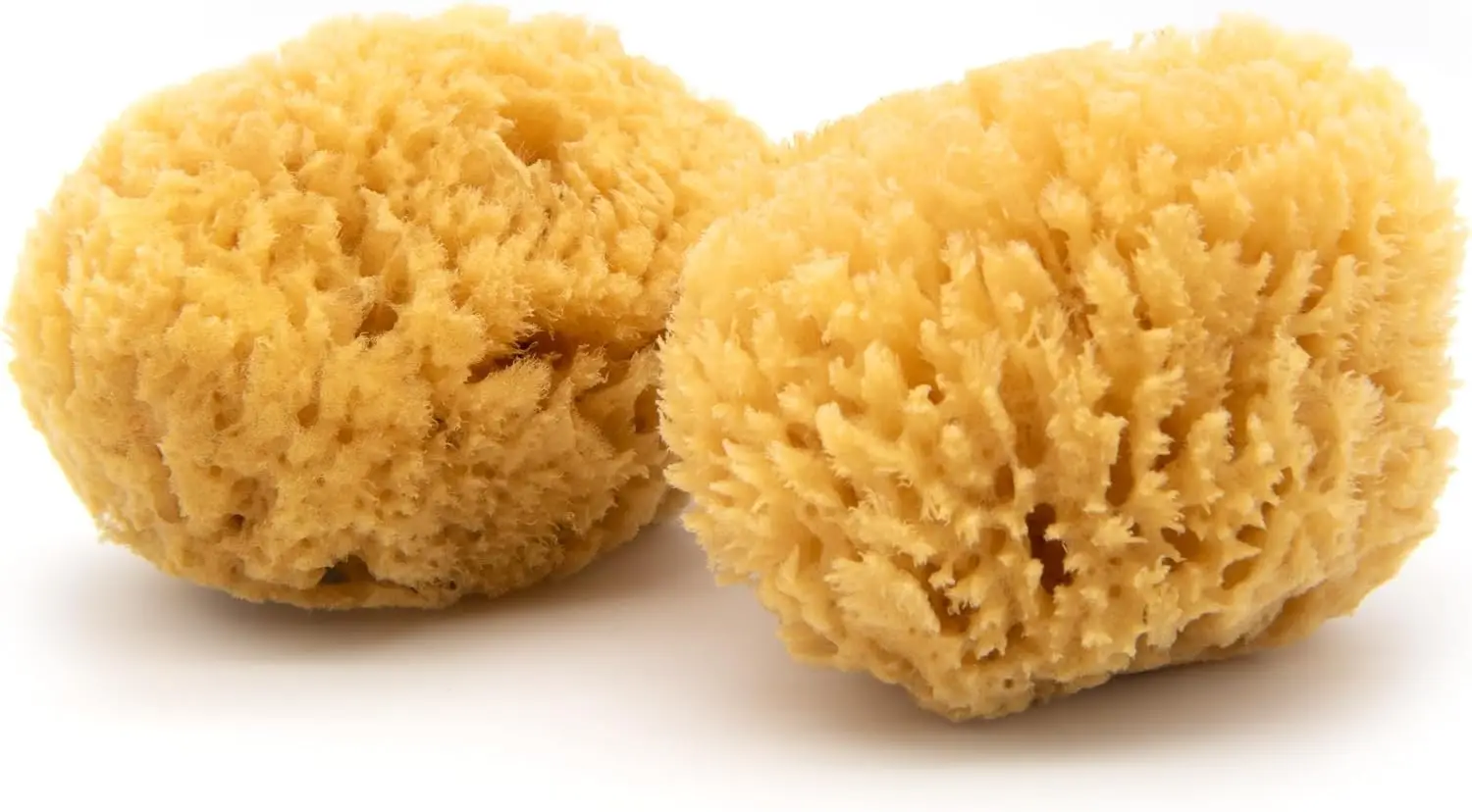 

Natural Caribbean Sea Sponge 2-Pack, Medium 5-6 Inch, Eco-Friendly Bath Sponge