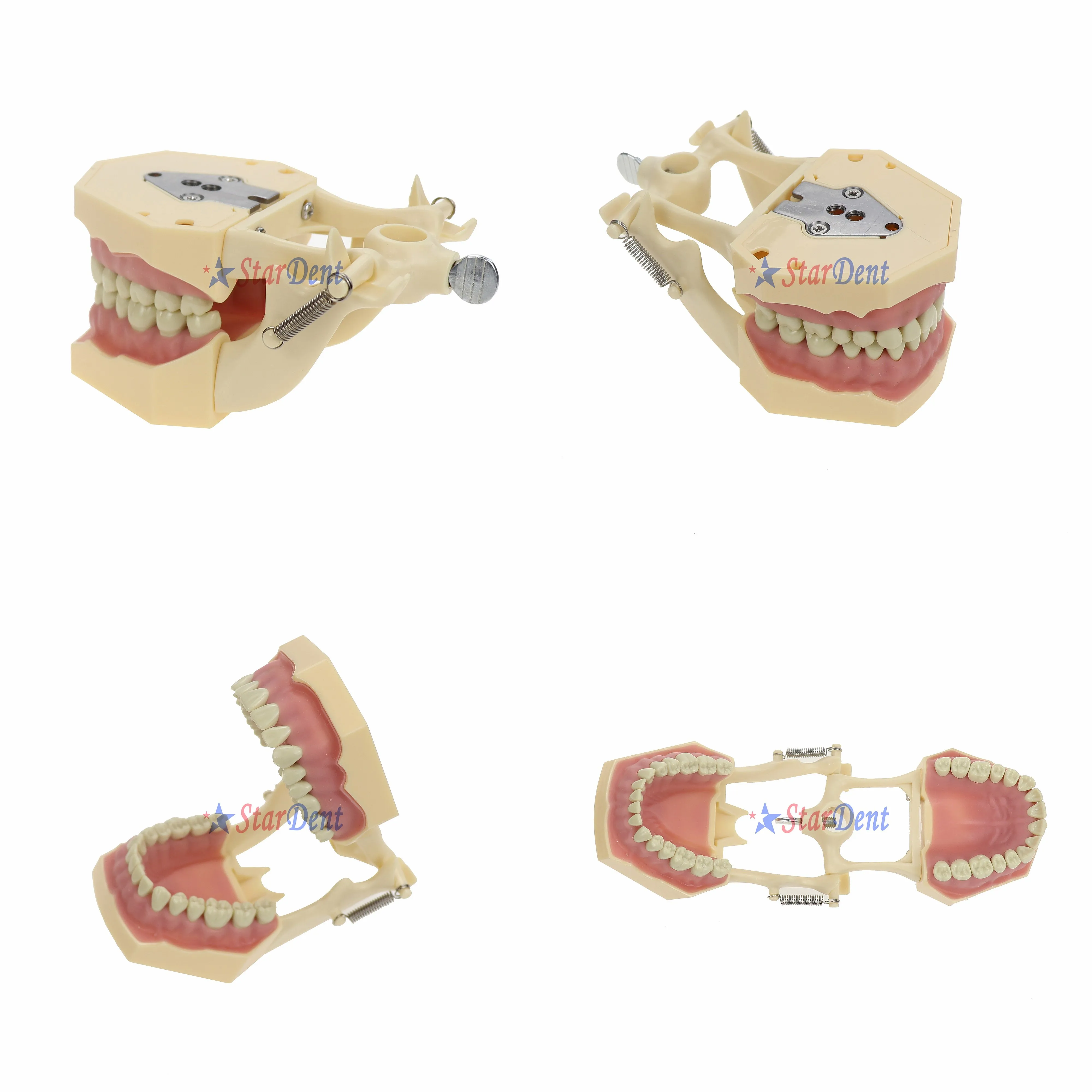 28Pcs Removable Resins False Teeth Model Adult Denture Practice Orthodontic Tool