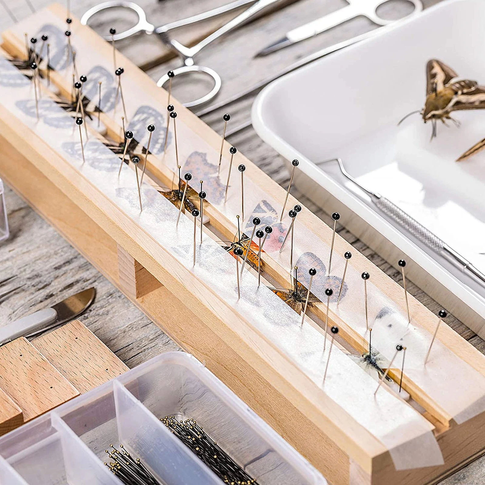 

300Pcs Stainless Steel Entomology Pin Specimen Needle 40mm Rustproof Collection Mounting Display Pin Collection Needle