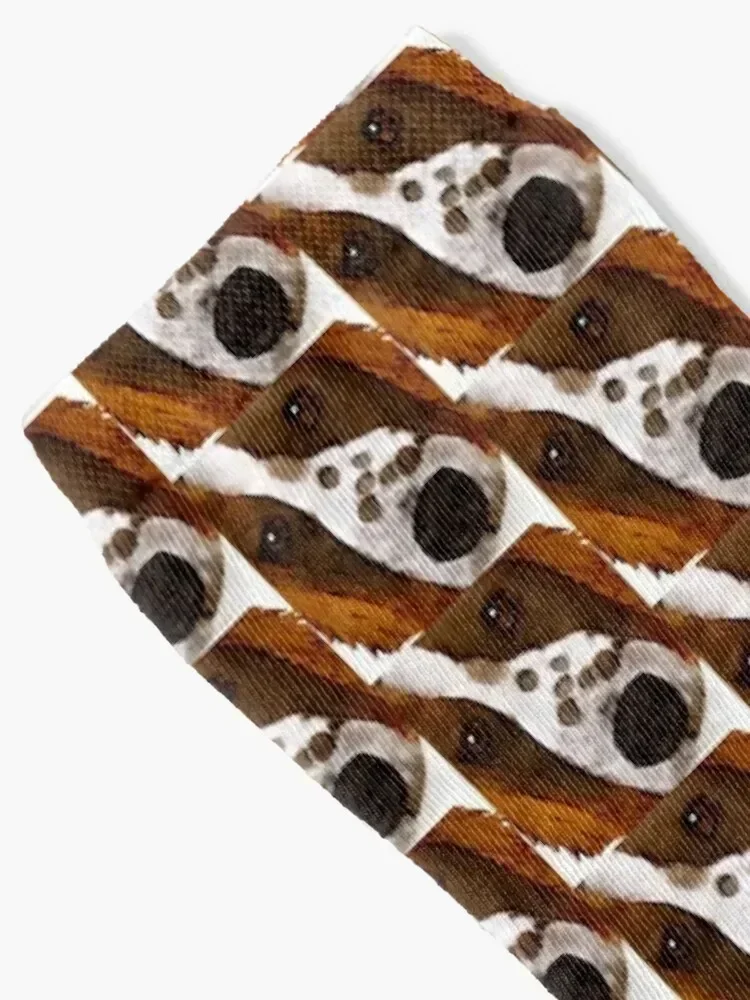 Welsh Springer Spaniel Art Socks moving stockings hip hop crazy luxury Socks Male Women's