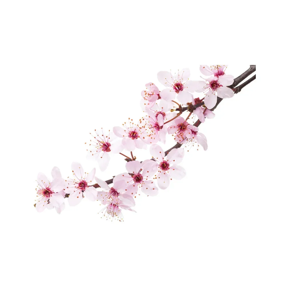 Cherry blossom essential oil AKARZ body face skin care spa message fragrance lamp Aromatherapy Cherry blossom oil