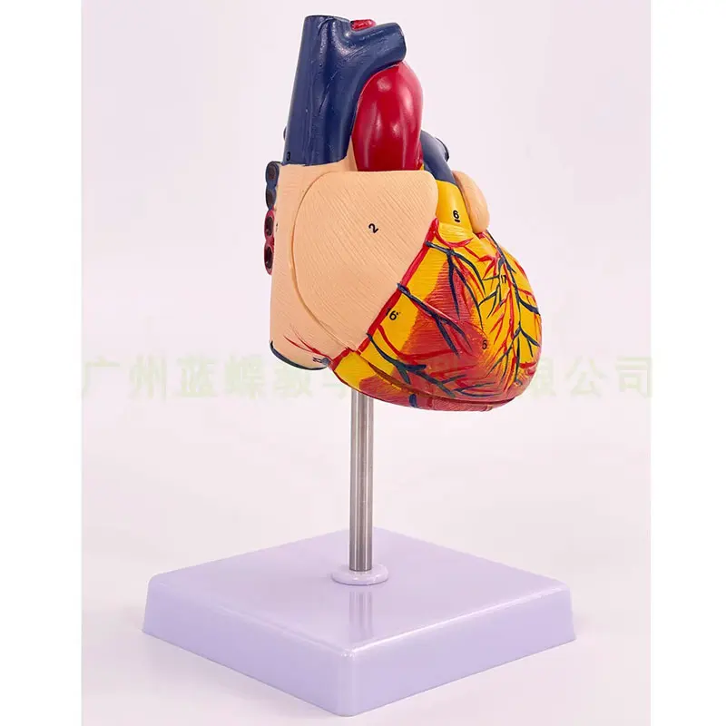 1.1 Anatomical model of human heart Teaching of disassembling medical natural big heart with B-ultrasound and color Doppler ultr