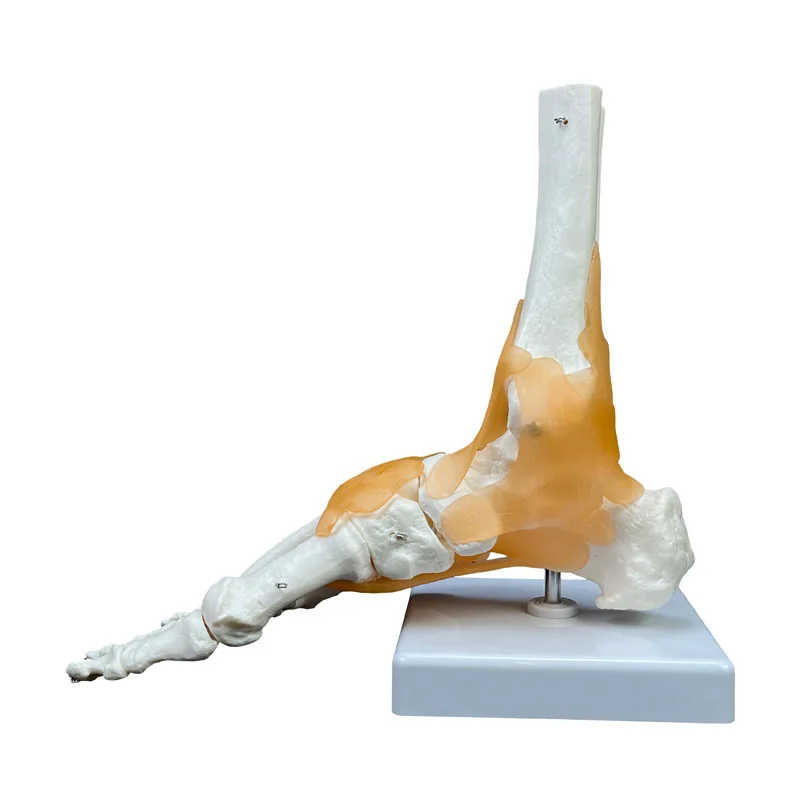 

Ankle joint model, foot bone, joint ligament movable, can bend foot bone structure to model