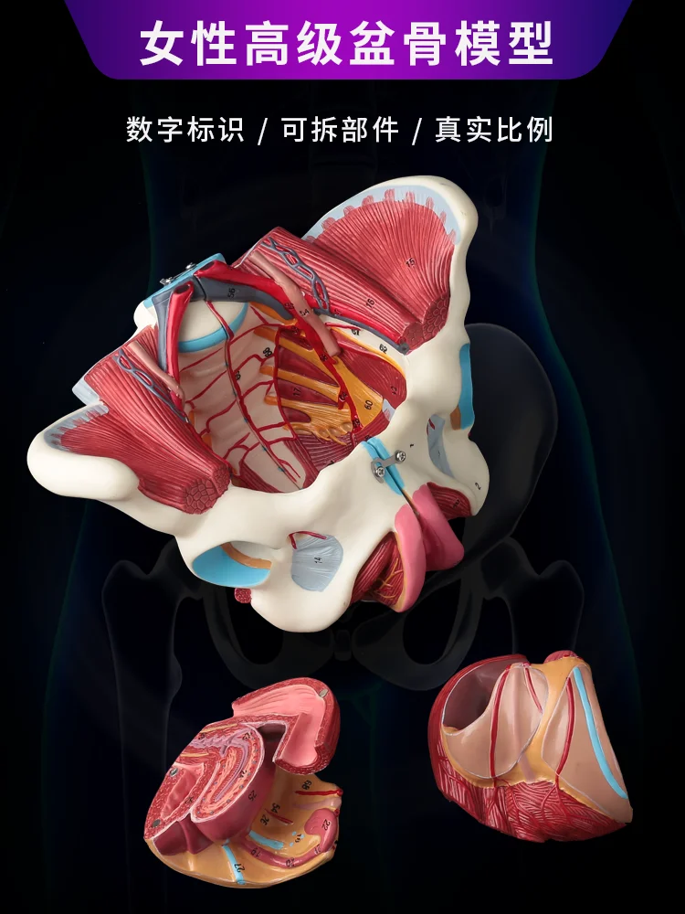 Female Human Pelvic Appendage Reproductive Organs Vascular Neuromuscular Anatomy Delivery Demonstration Teaching Pelvic Floor Mu