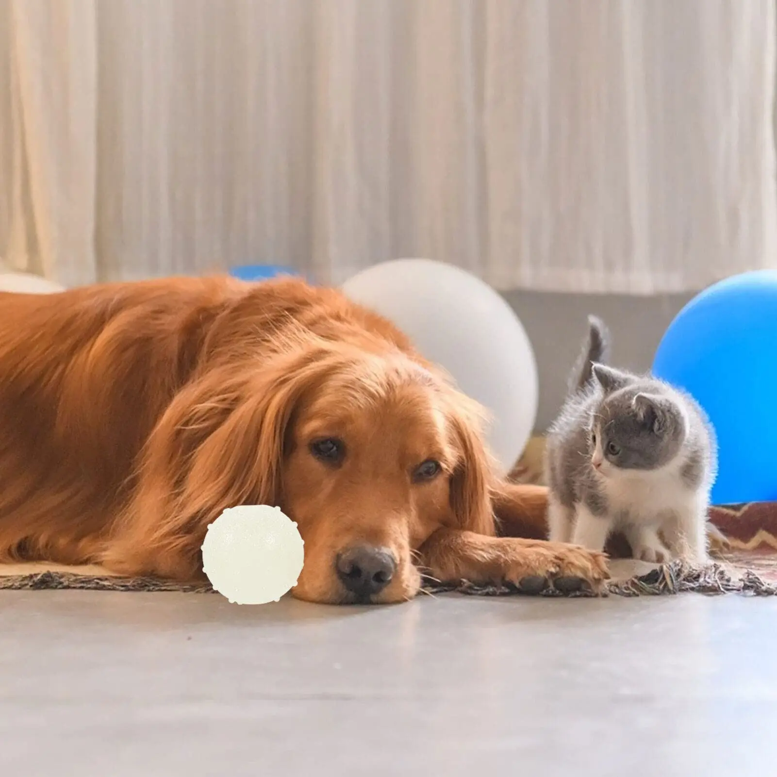 Thumbnail 3 - #14 Compare Puppy Balls Before You Buy