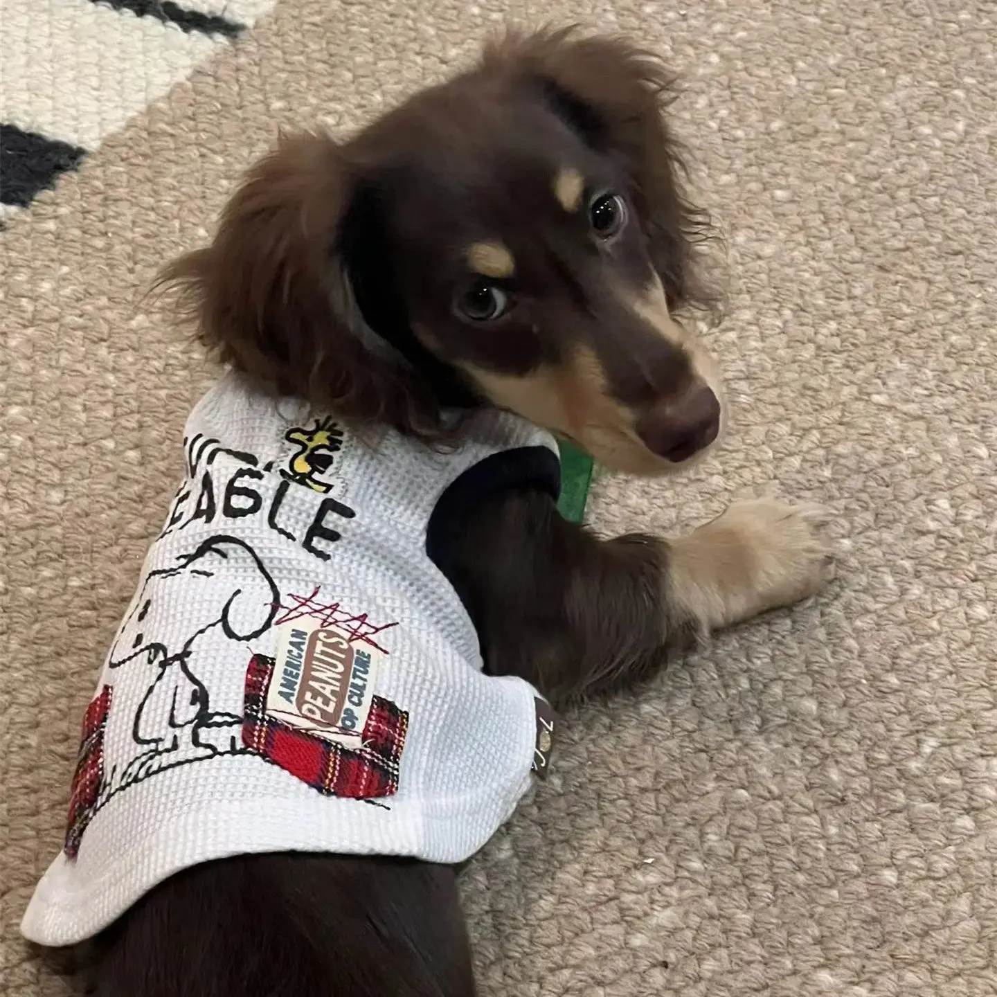 Jersey a rayas para perro salchicha Dachshund – Chaleco verano suave