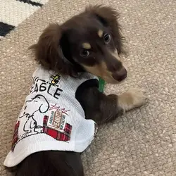 Jersey a rayas para perro salchicha Dachshund – Chaleco verano suave