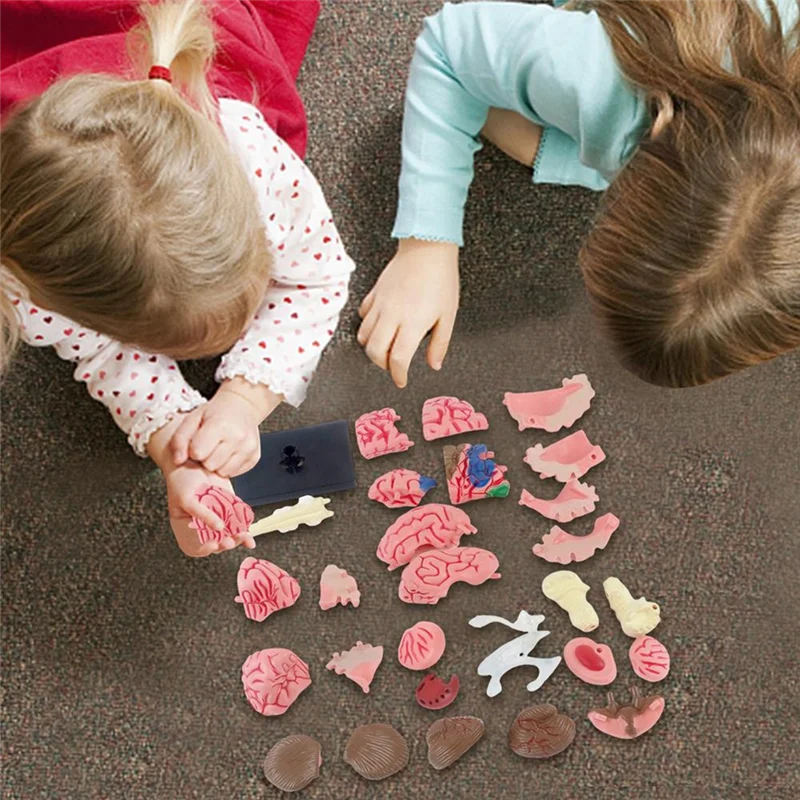 -A25M جديد 4D نموذج الدماغ البشري للأطفال التدريس العلمي نموذج تشريحي مختبر عرض نموذج لتقوم بها بنفسك تجميع نموذج