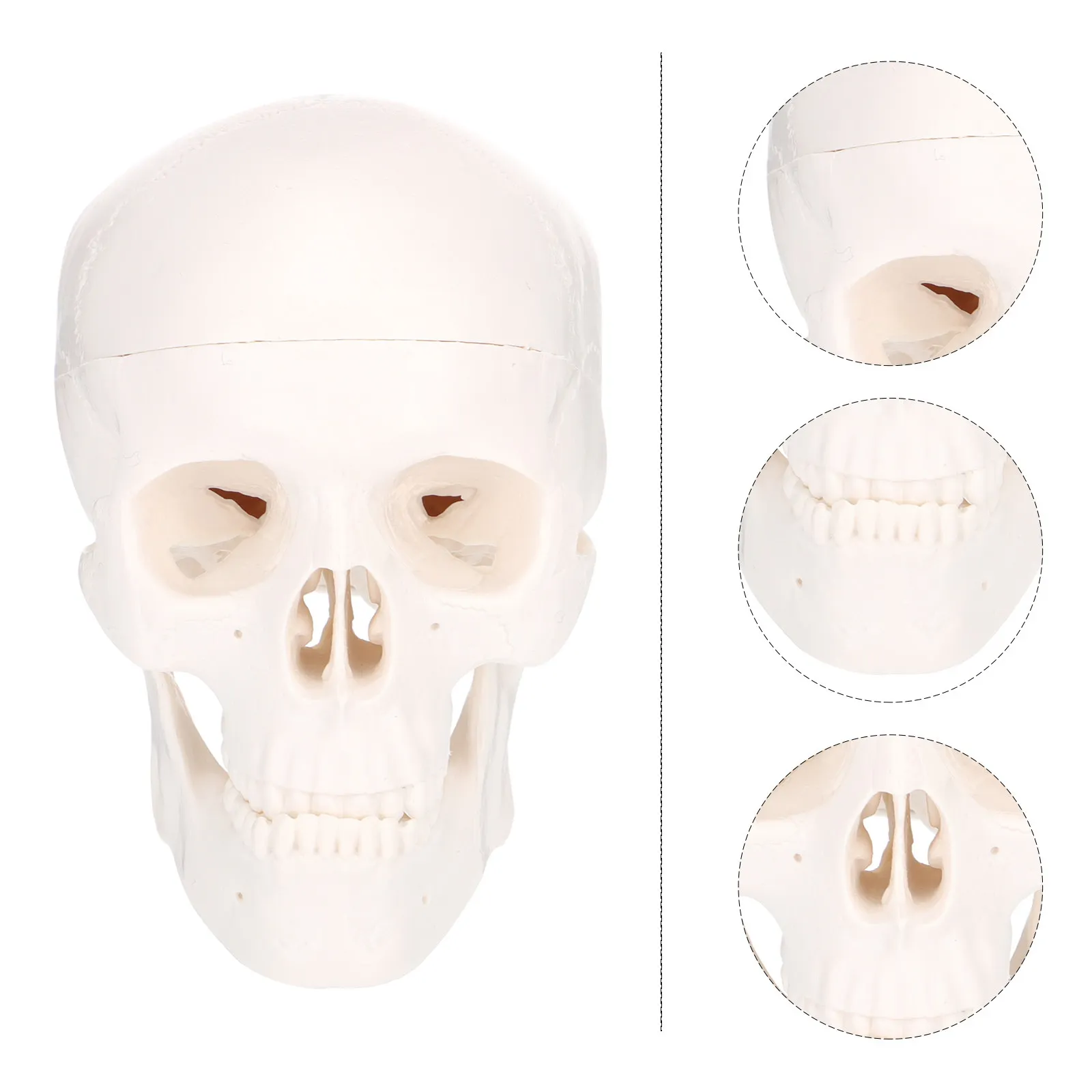 

1pc Plastic Skull Medical Teaching Tool Anatomy Durable Environmental Desktop Ornament Educational Use