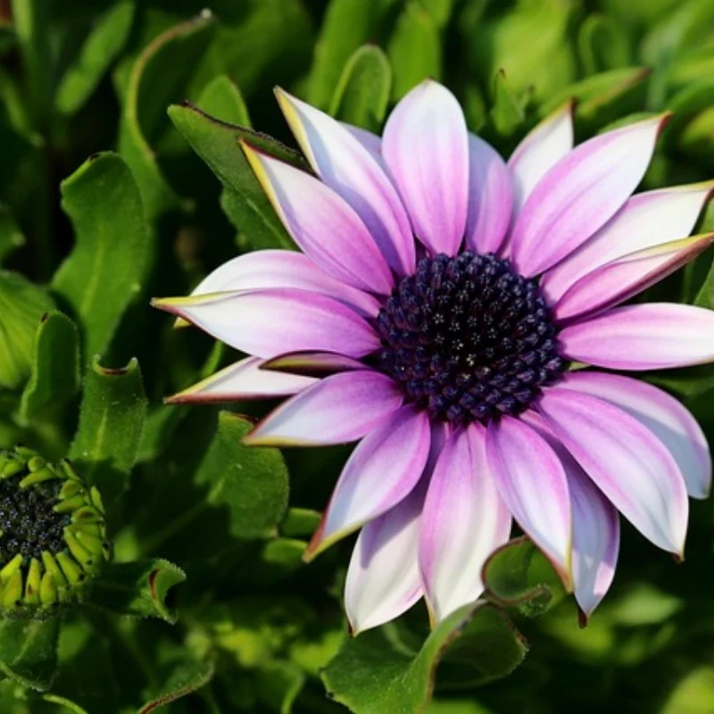 Étui pour haut-parleur Sony SRS-XV500/XP500, couvercle anti-poussière extensible Étui pour haut-parleur Sony SRS-XV500/XP500, couvercle anti-poussière extensible