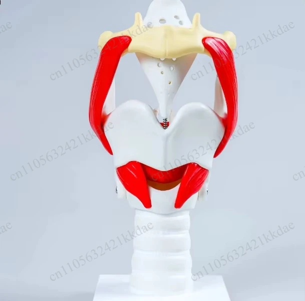 Movable Thyroid Cartilage Larynx Model with Vocal Cords, Anatomy Model for ENT Medical Education