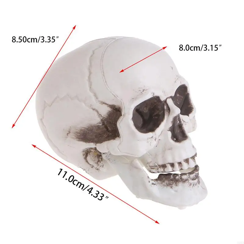 A9BD Plastic Human Mini Skull Decor Prop Skeleton for Head Halloween Coffee Bars Orna