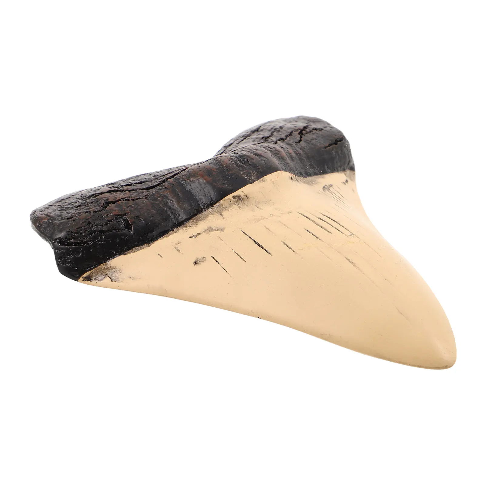 Megalodon Tooth Resin Shark Tooth Realistic Fossil Specimen for Nautical Coastal Decor Shark Lover Gift