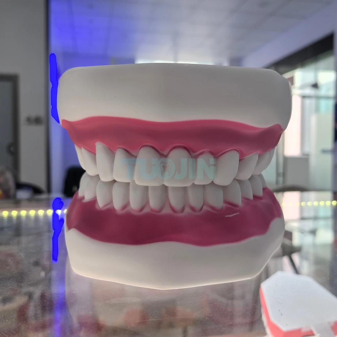 Bigger Dental Teeth Model Dental Teachi Model Study Tooth brush Teaching Model Educational Oral Care Dental Learning Tool