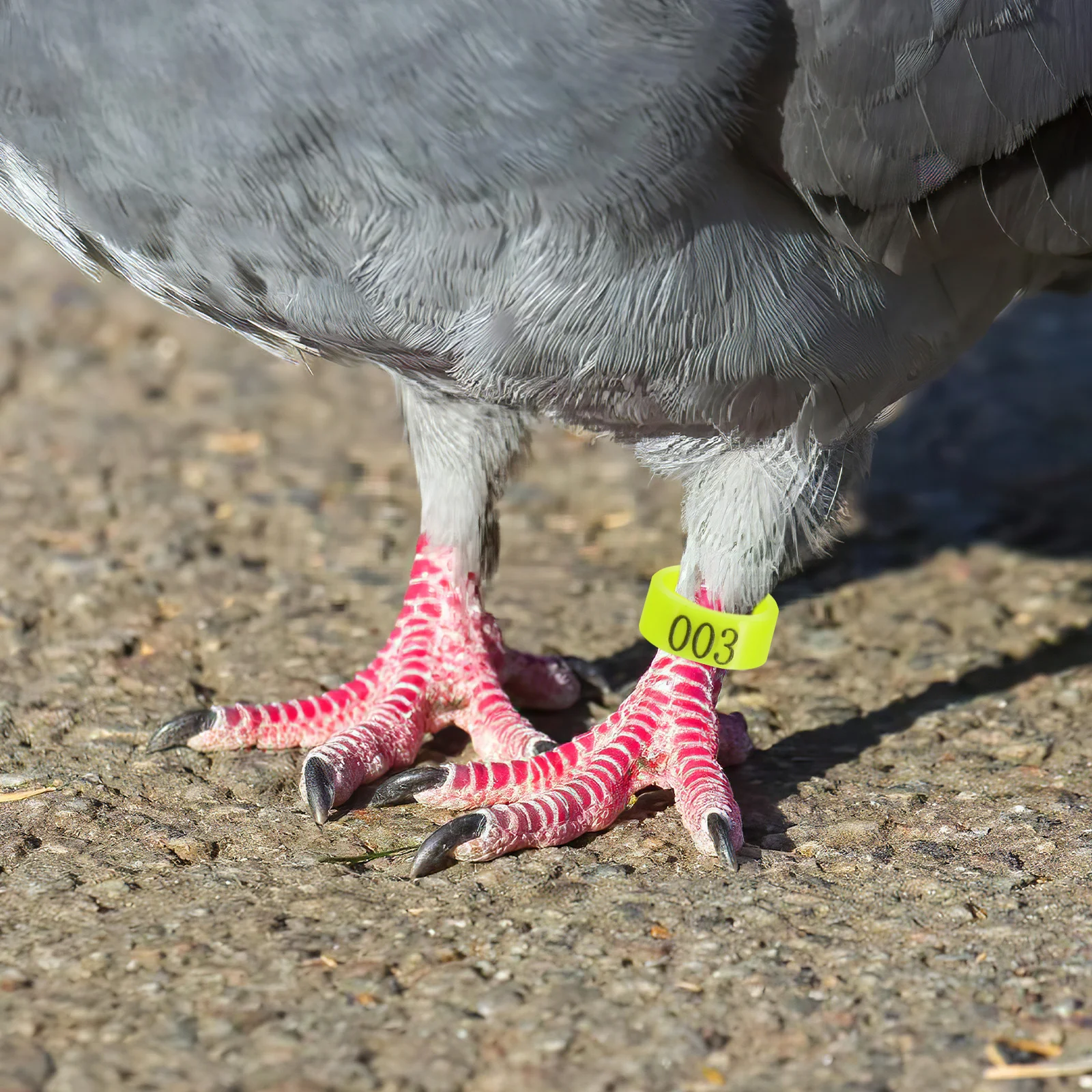 

100pcs Pigeon Leg Rings Chicken Anklets Bird Bands Accessories Yellow Baby Foot Identification Supplies Reusable Longlasting