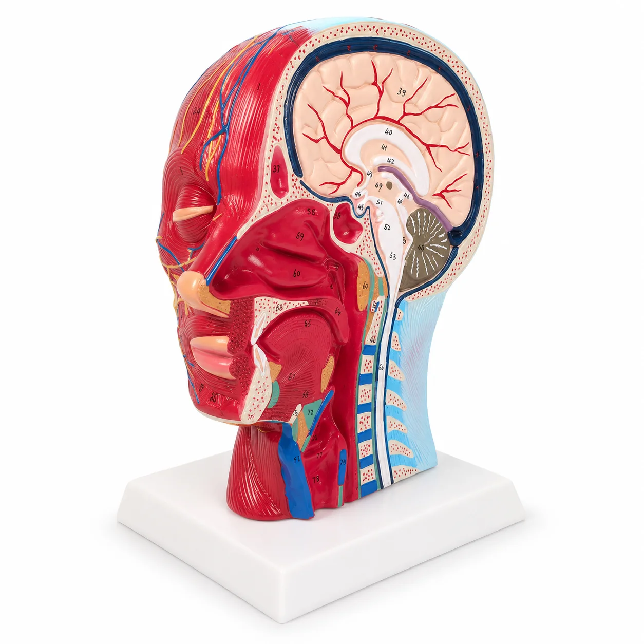 

Human Head Superficial Neurovascular Anatomy Model with Brain Nasal Throat Neck Section for Medical Teaching