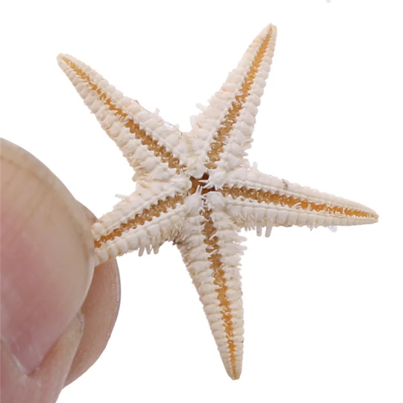 1 Box Natural Starfish Seashell Beach Craft Natural Sea Stars DIY Beach Wedding Decoration Crafts Home Decor