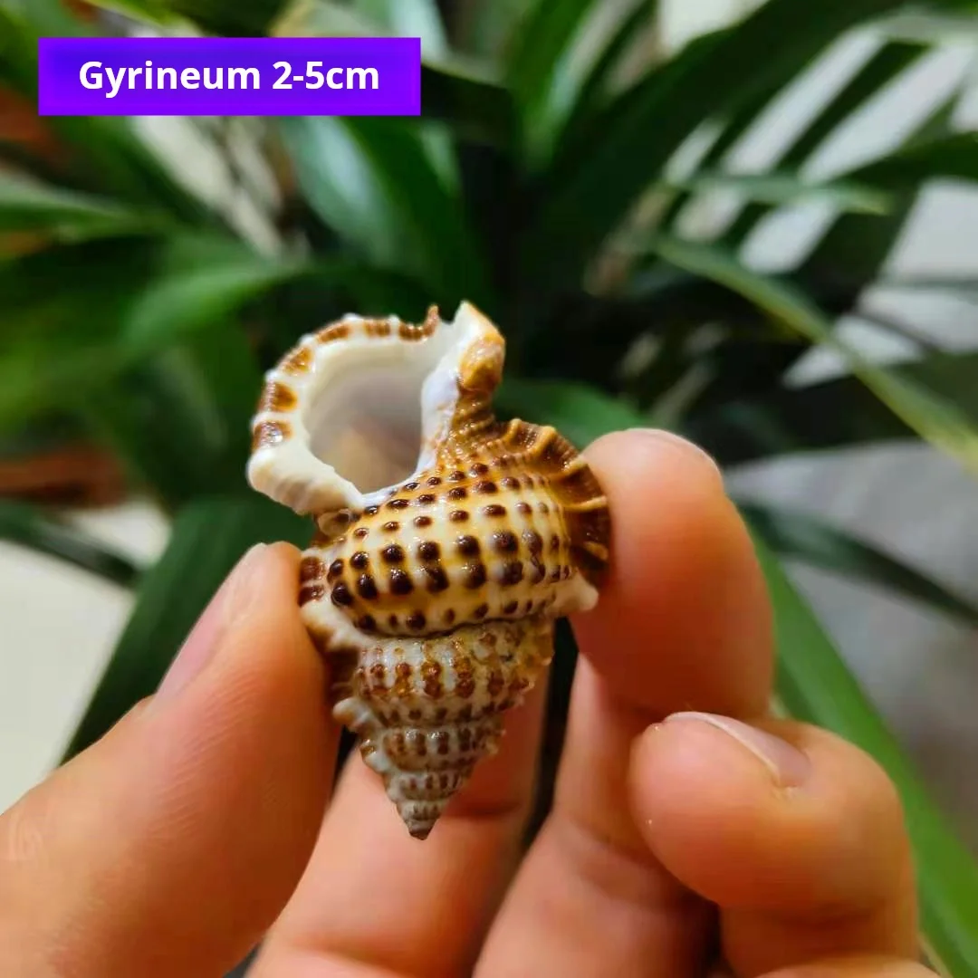 Winged snail,Conch Shell for Fish Tank Landscaping, Micro Landscape Accessories,  2-4cm