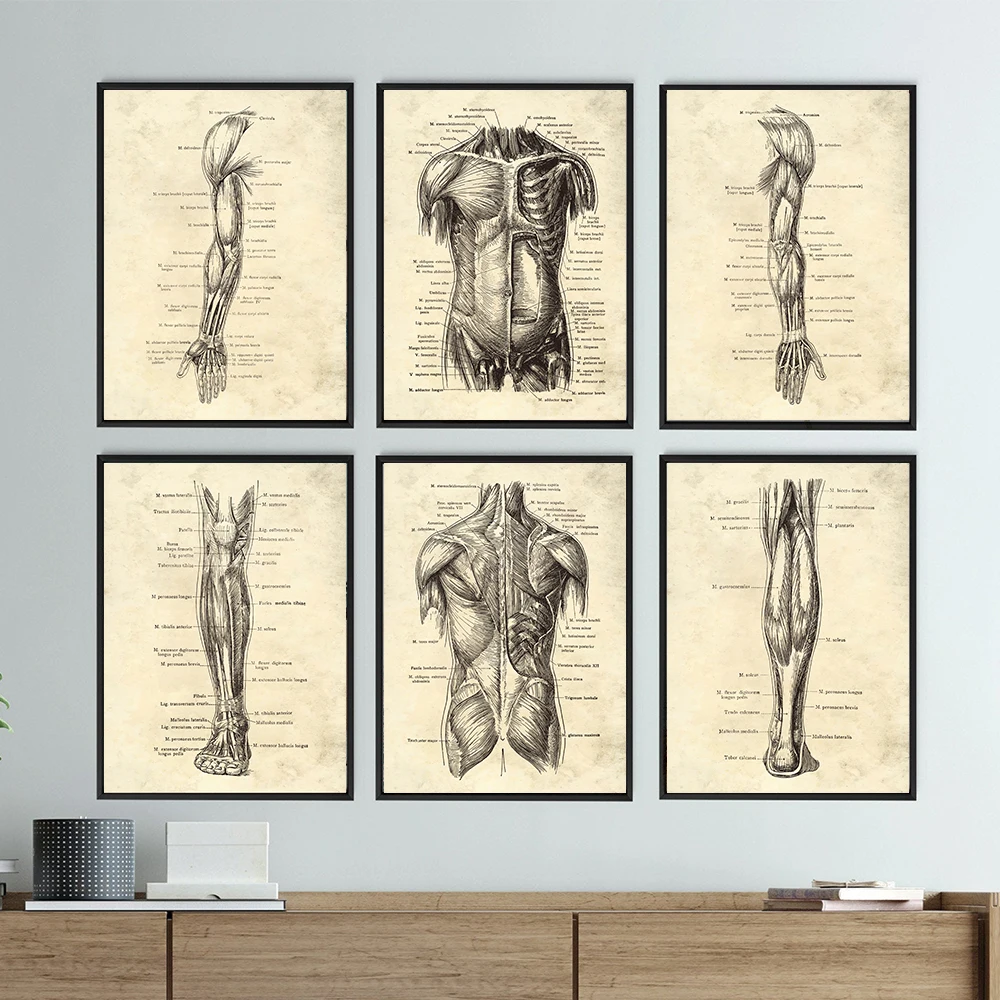 Vintage Human Body Anatomy Artwork Medical Wall Pictures Skeleton Organ Muscle Canvas Painting Posters Prints Clinic Room Decor